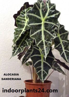 alocasia2bsanderiana2bhouse2bplant-4873253