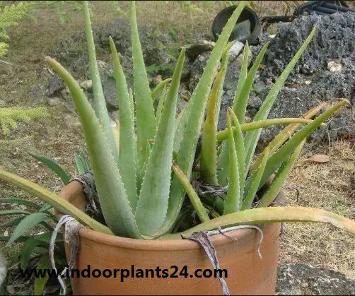 aloe2bbarbadensis2bplant-6370334