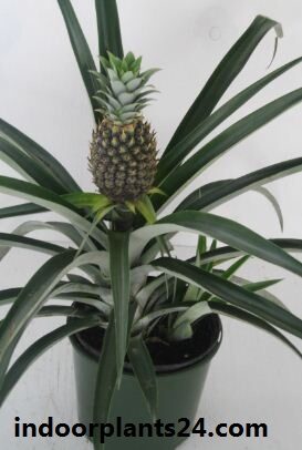 ananas2bbracteatus2bhouse2bplant2bphoto-8989132