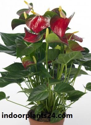 anthurium2bscherzerianum2bhouse2bplant-7928112