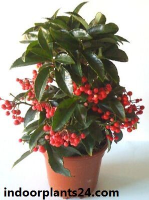 ardisia2bcrenata2bindoor-8791068