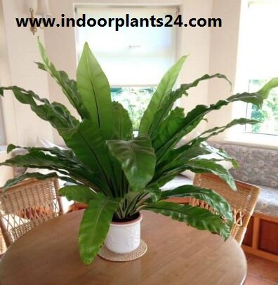 asplenium2bnidus2bindoor2bplant2bimage-9155294