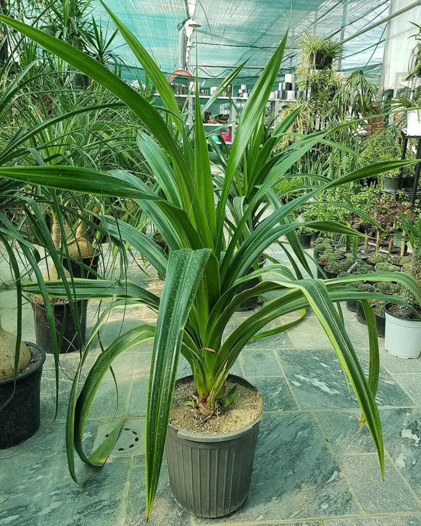 ✅Pandanus veitchii Pandanaceae VEITCH’S SCREW PINE Benefits, Care and Propagation 4 babaadam.florist 121984950 356249292472831 5607424801594259533 n