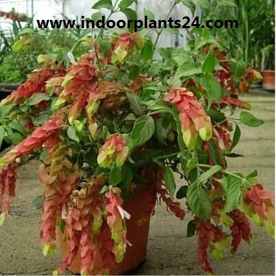 beloperone2bguttata2bplant-6190770