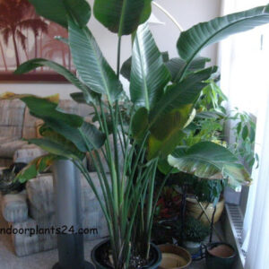 bird2bof2bparadise2bplant2bfor2bsale-1506342