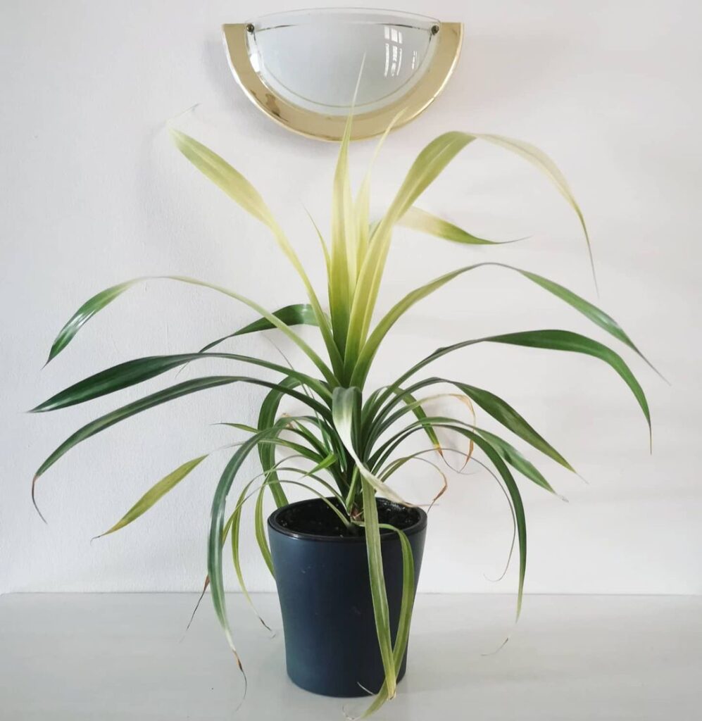✅Pandanus veitchii Pandanaceae VEITCH’S SCREW PINE Benefits, Care and Propagation 2 botaniqpest 101013125 877896762678782 8436844756344072194 n