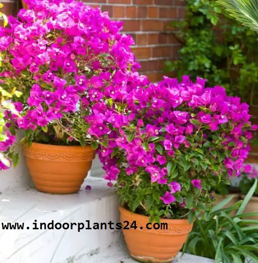 bougainvillea2bplant2bimages-1715819