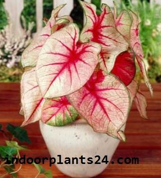 caladium2bx2bhortulanum2bindoor2bplant-6874779