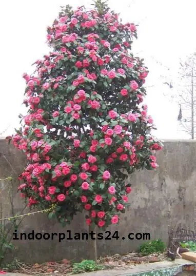 camellia2bjaponica2bphotos-6150010