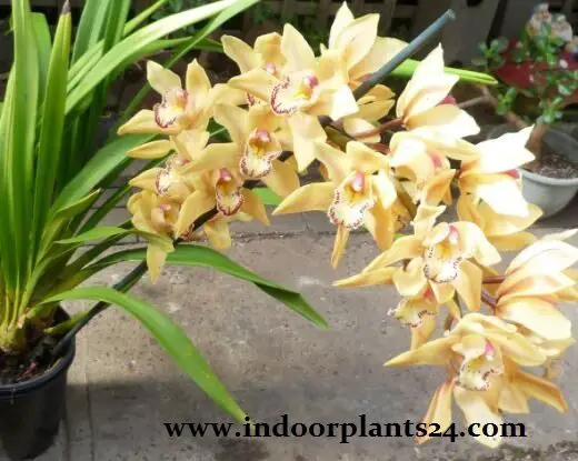 cymbidium2bhybrids2bhouse2bplant-7005384