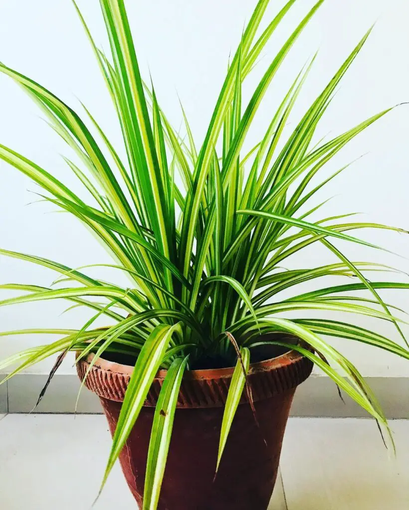✅Pandanus veitchii Pandanaceae VEITCH’S SCREW PINE Benefits, Care and Propagation 5 dude with plants 116272908 541567956626224 4718725193402472616 n
