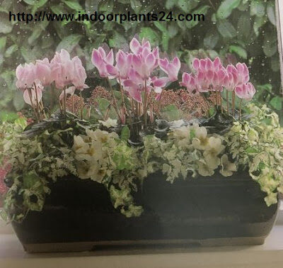 indoor2bplants2b3-5485076