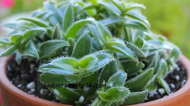 plant-8510932