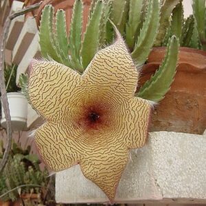 stapelia2bvarieties-8694042