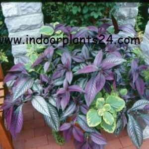 strobilanthes2bdyerianus2bpersian2bshield-4799577