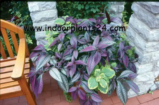 strobilanthes2bdyerianus2bpersian2bshield-4799577