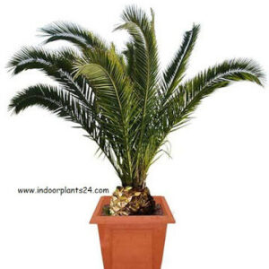 types2bof2bindoor2bpalm2bplants-4506428