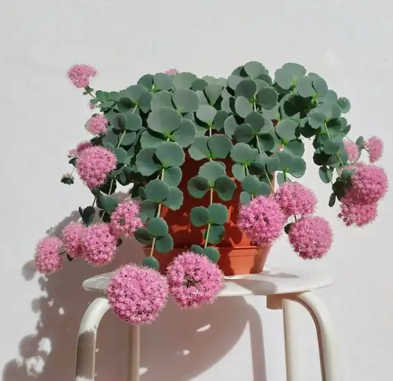 Stonecrop, Sedum (Hylotelephium)Plant Care - How to Take Care & Grow Stonecrop 2 Screen Shot 2020 12 21 at 16.01.18