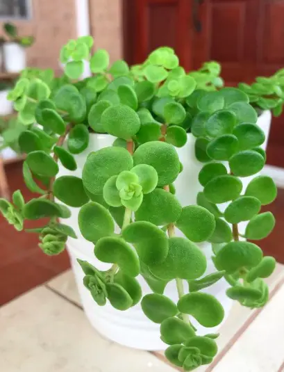 Stonecrop, Sedum (Hylotelephium)Plant Care - How to Take Care & Grow Stonecrop 3 Screen Shot 2020 12 21 at 16.09.23