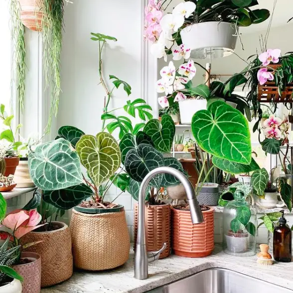 7 Great Ways to Indoor Plant Decoration - Style Guide 2021 16 Screen Shot 2020 12 27 at 22.17.58