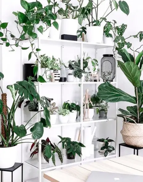 7 Great Ways to Indoor Plant Decoration - Style Guide 2021 4 Screen Shot 2020 12 27 at 22.35.28