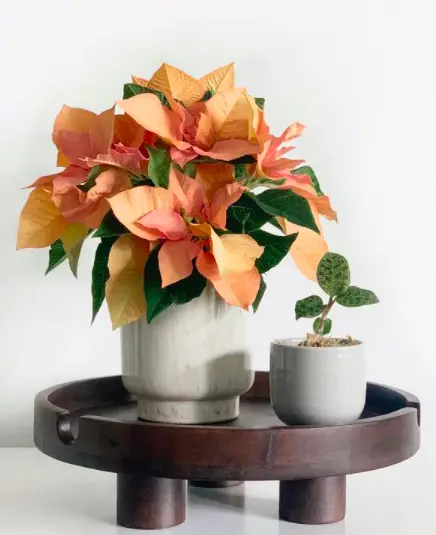 7 Great Ways to Indoor Plant Decoration - Style Guide 2021 10 Screen Shot 2020 12 27 at 23.09.02