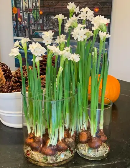 7 Great Ways to Indoor Plant Decoration - Style Guide 2021 11 Screen Shot 2020 12 27 at 23.12.12