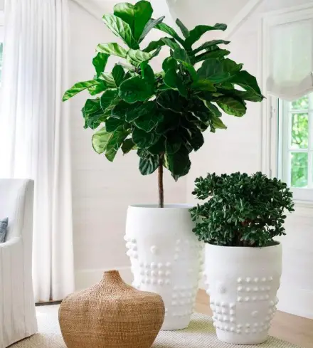 7 Great Ways to Indoor Plant Decoration - Style Guide 2021 20 Screen Shot 2020 12 28 at 00.05.50