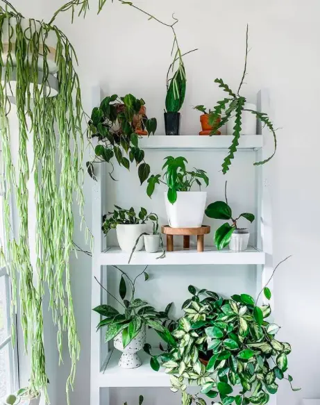7 Great Ways to Indoor Plant Decoration - Style Guide 2021 21 Screen Shot 2020 12 28 at 00.32.10