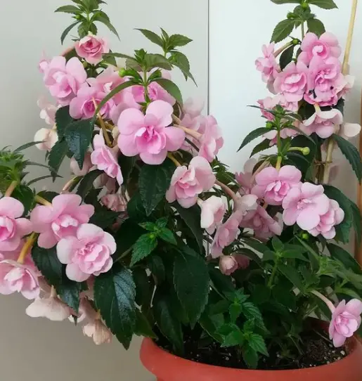Cupid's Bower Plant (Achimenes) Care - How to Take Care & Grow Cupid's Bower Plant 3 Screen Shot 2020 12 30 at 20.38.44