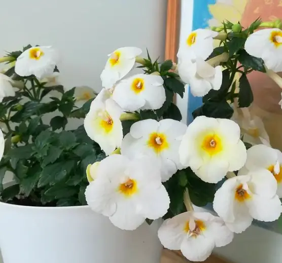 Cupid's Bower Plant (Achimenes) Care - How to Take Care & Grow Cupid's Bower Plant 4 Screen Shot 2020 12 30 at 20.43.03