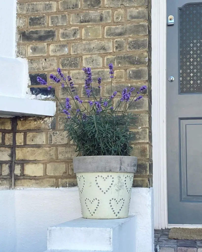 Lavender Plant (Lavandula) Care - How to Take Care & Grow Lavender Plant 7 acollett23 120040118 776954536438444 8025488773571167660 n