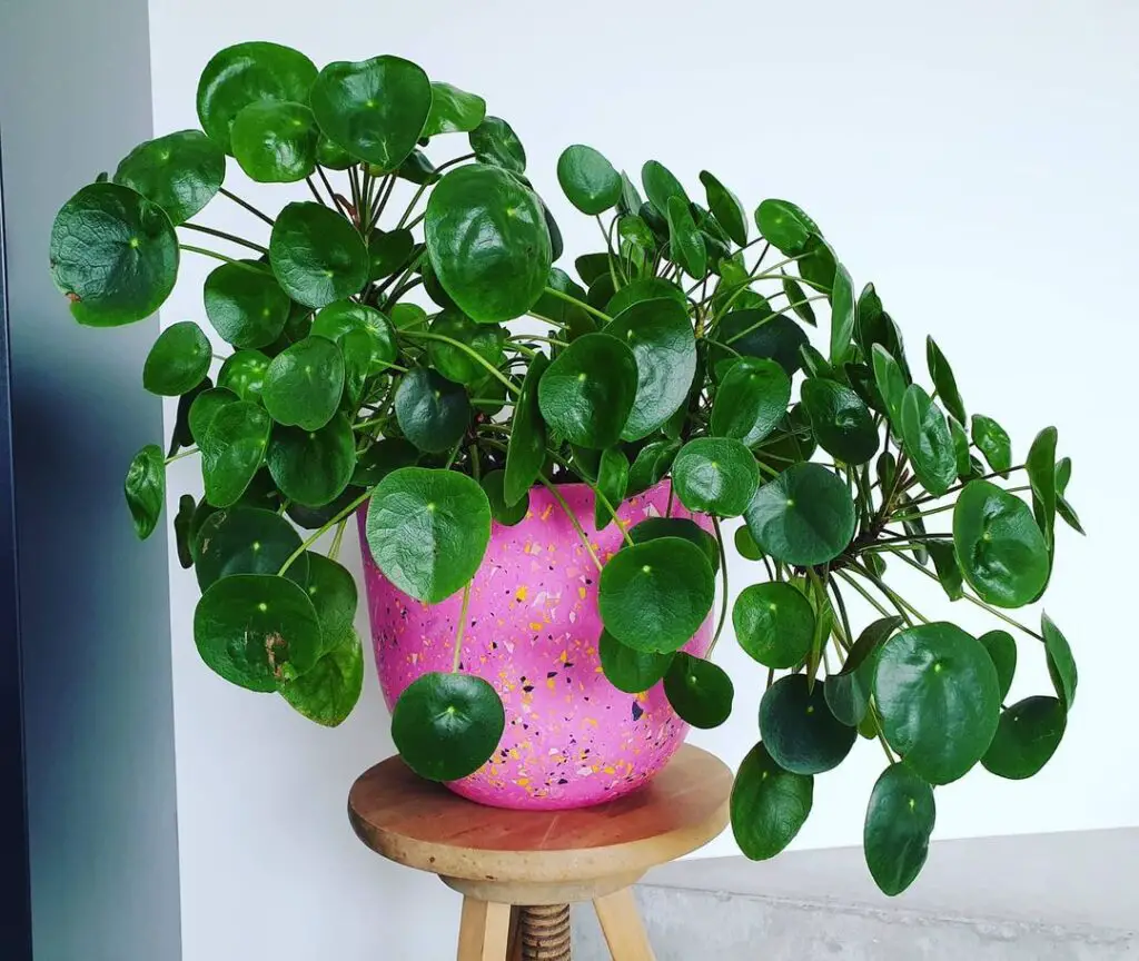 Chinese Money Plant (Pilea peperomioides) Care How to Take Care & Grow Chinese Money Plant