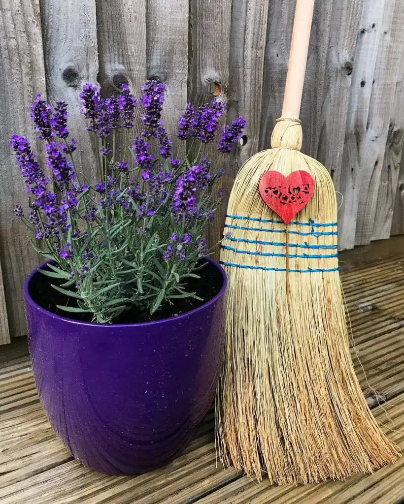 Lavender Plant (Lavandula) Care - How to Take Care & Grow Lavender Plant 10 agnes biel photos 39184829 1886692478076076 1338966976629833728 n