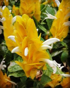 Shrimp Plant Care (Justicia Brandegeana) - How to Take Care & Grow Shrimp Plant 5 barryjohnc 67142561 146911799735173 3068677168385073982 n