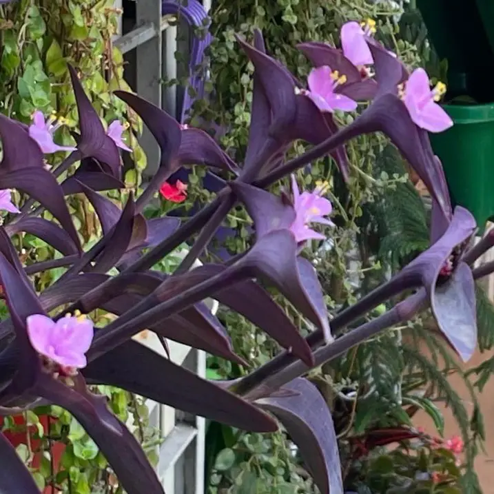 Purple Heart Plant (Setcreasea pallida) Care - How to Take Care & Grow Purple Heart Plant 6 bethestarthatguides 129721580 200094141643199 6019984776917645736 n