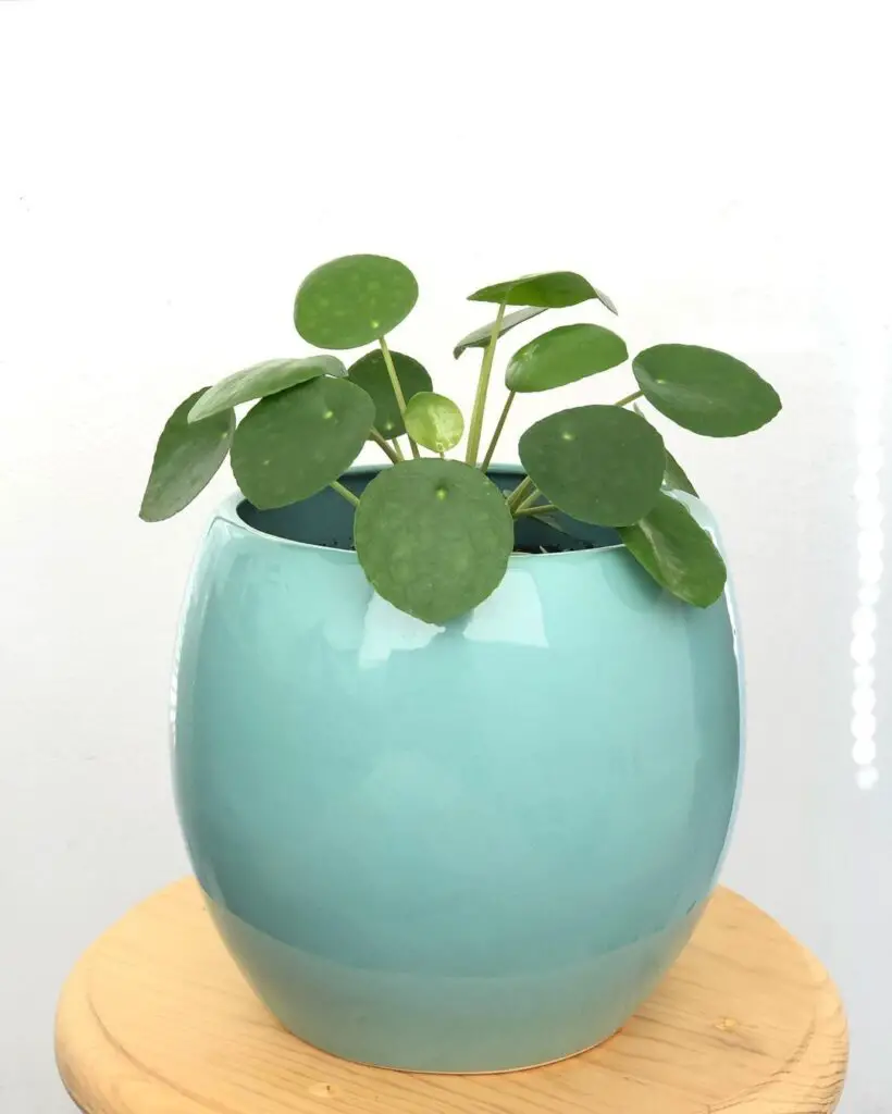 Chinese Money Plant (Pilea peperomioides) Care - How to Take Care & Grow Chinese Money Plant 5 biofiliastore 131369825 692712471433743 2617057414112812520 n