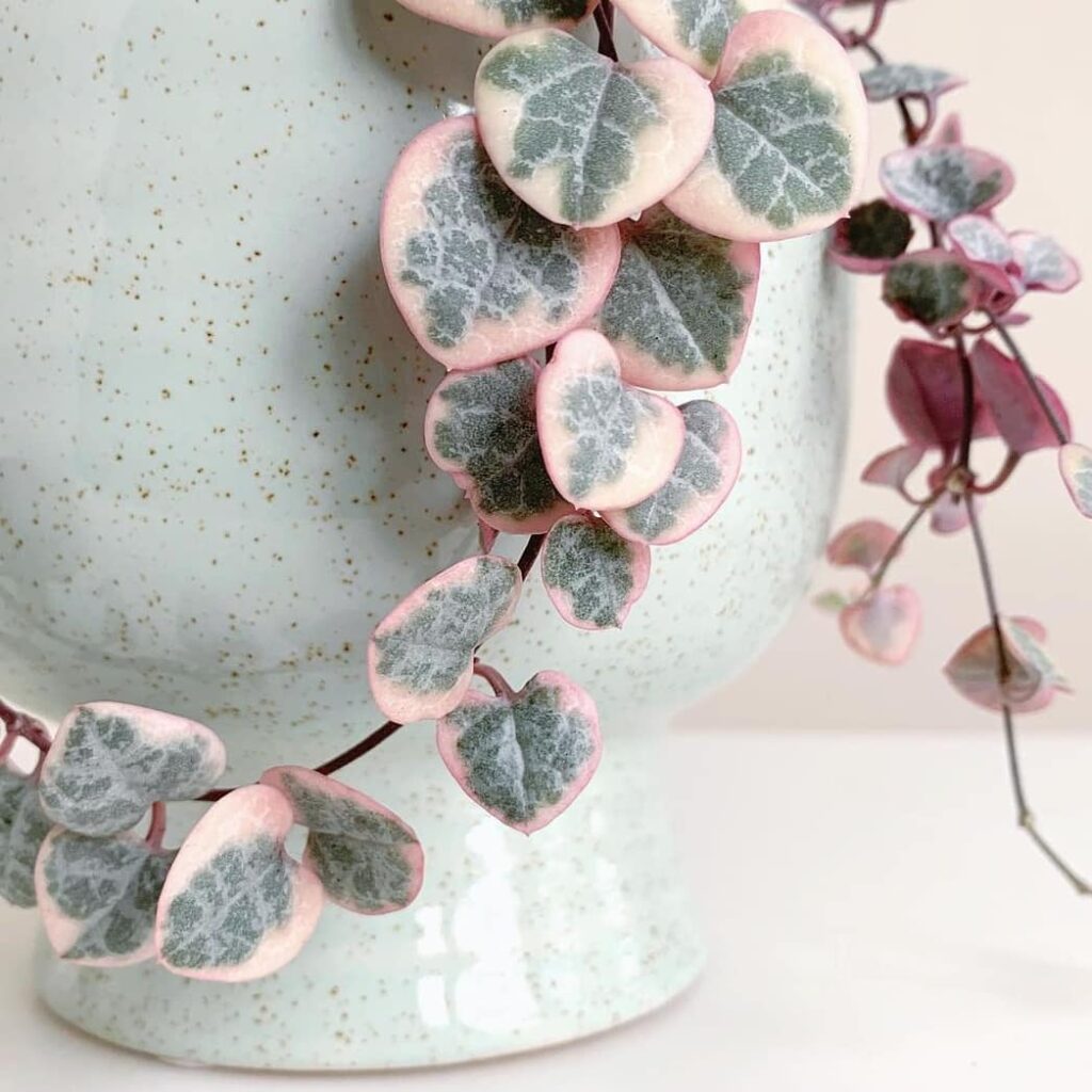 String Of Hearts Plant (Ceropegia woodii) Care - How to Take Care & Grow String Of Hearts Plant 8 botanicalbear 128552279 115461726968057 6381356112411164460 n