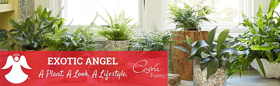 Angel Plant Care - How to Take Care & Grow Angel Plant 3 c641c956 c0e5 4c25 a8d5 92cb1434f8eb. SR970300