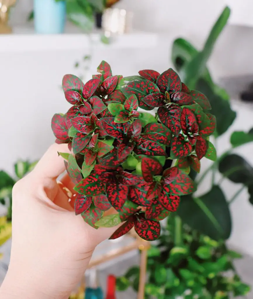 Angel Plant Care - How to Take Care & Grow Angel Plant 4 costafarms.es 120780636 260805568549156 1510991851758972347 n