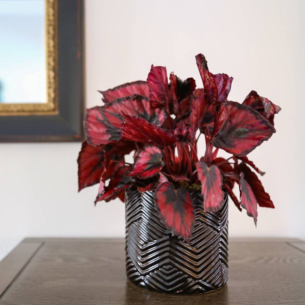 Angel Plant Care - How to Take Care & Grow Angel Plant 6 costafarms 18161813 1910592795866085 2209419481590005760 n
