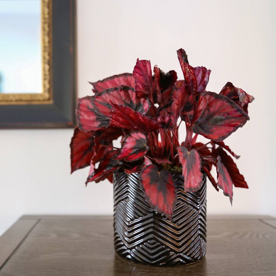 indoorplants24
