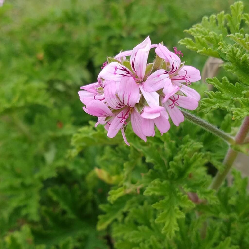 Citronella Plant (Pelargonium citrosum) Care - How to Take Care & Grow Citronella Plant 2 esw1004 120258361 119819983206279 408491225517519203 n