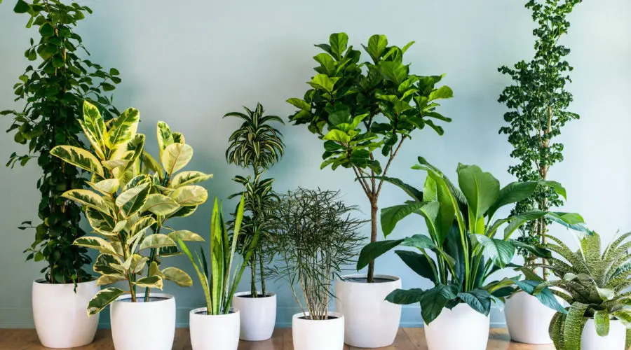 7 Great Ways to Indoor Plant Decoration - Style Guide 2021 5 foliage houseplants 0919 900x500 1