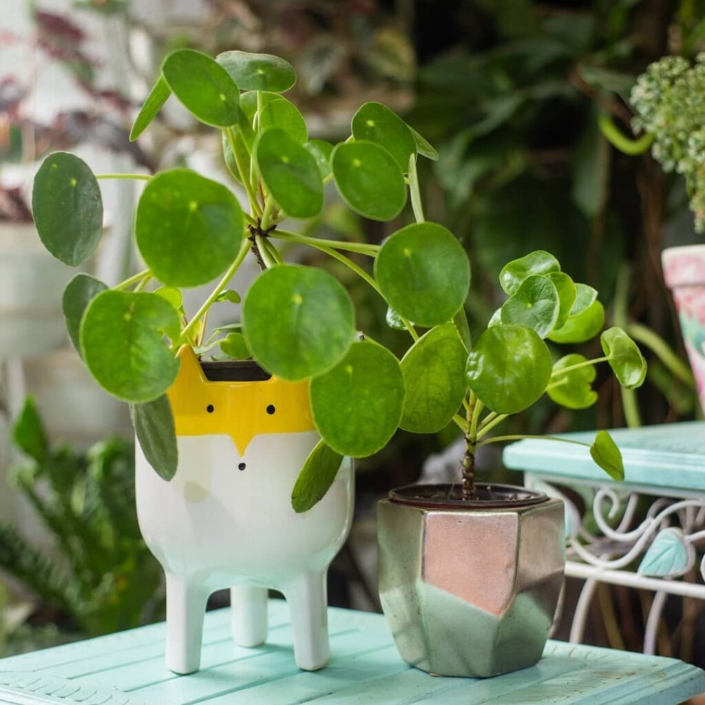 Chinese Money Plant (Pilea peperomioides) Care - How to Take Care & Grow Chinese Money Plant 6 geeksofgreen 131369325 3794985803880984 8674821900610000657 n