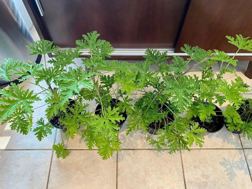 Citronella Plant (Pelargonium citrosum) Care - How to Take Care & Grow Citronella Plant 7 greenerkarma 122263954 3052709178290229 2885261857794743883 n