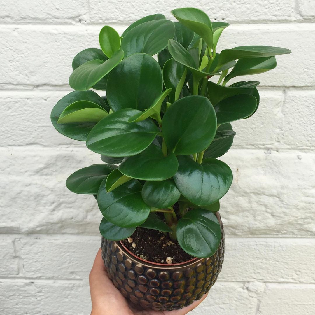 Care for the american rubber plant