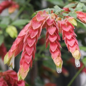 Shrimp Plant Care (Justicia Brandegeana) - How to Take Care & Grow Shrimp Plant 3 jardineiro net 80869480 187972902385267 4071612935350203322 n