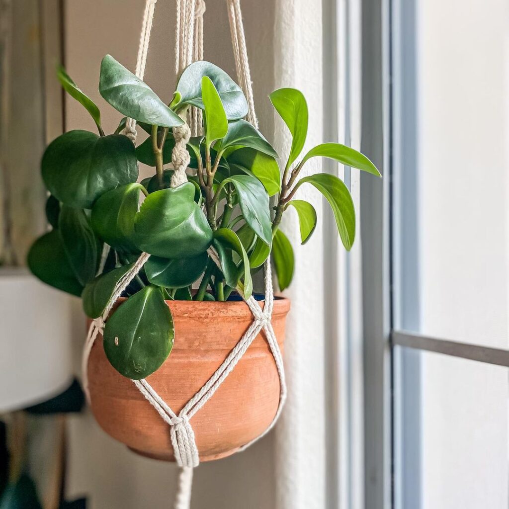 Baby Rubber Plant (Peperomia obtusifolia) Care - How to Take Care & Grow Baby Rubber Plant 3 jeneenathome 129717592 229381162099675 4373025703853949210 n