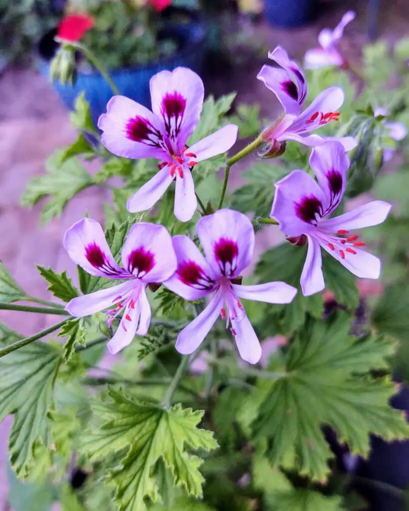 Citronella Plant (Pelargonium citrosum) Care - How to Take Care & Grow Citronella Plant 6 jnilno 103482146 560784927955202 2314700179891115626 n